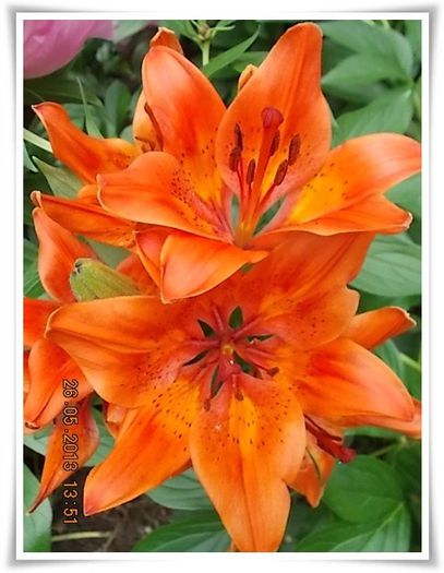 DSCN5156 - flori diverse 2013