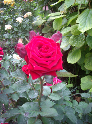 IMGP4562