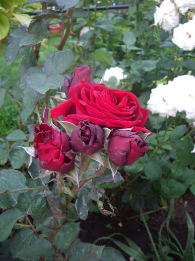 IMGP4564