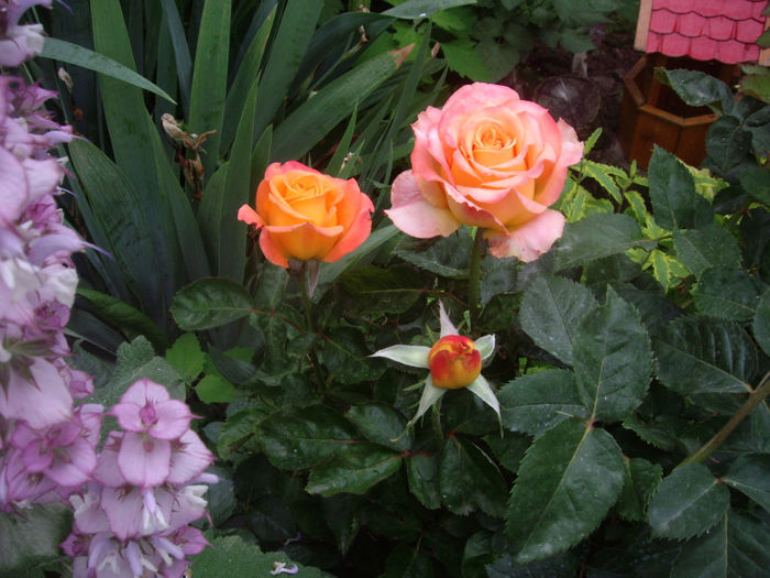 IMGP4565