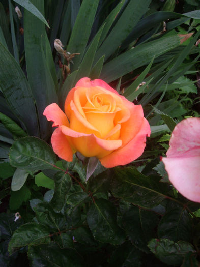 IMGP4566