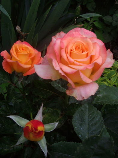 IMGP4567