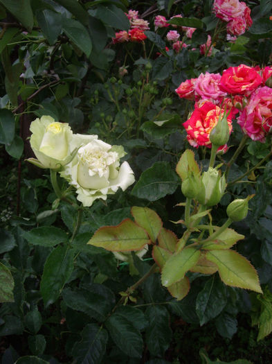 IMGP4569