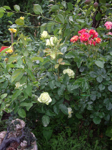 IMGP4570