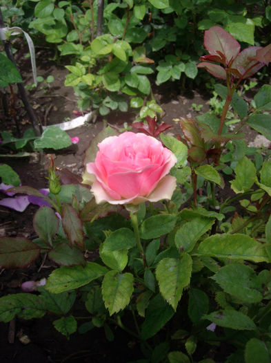 IMGP4573