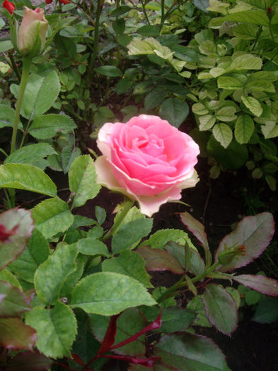 IMGP4575