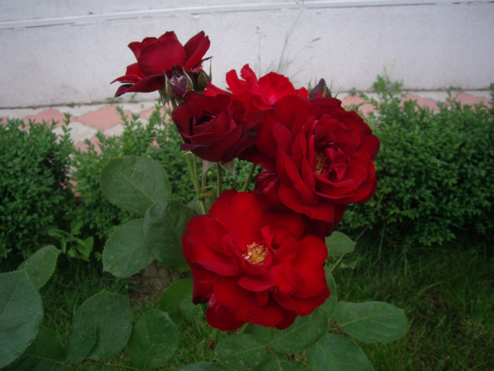 IMGP4577