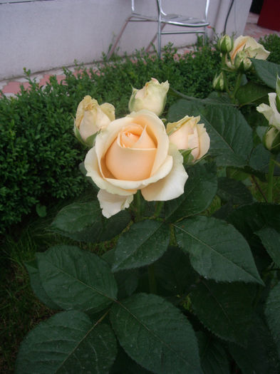 IMGP4579