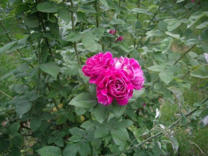 IMGP4581