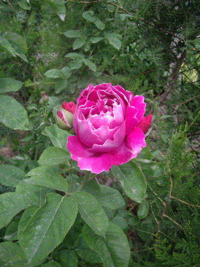 IMGP4582