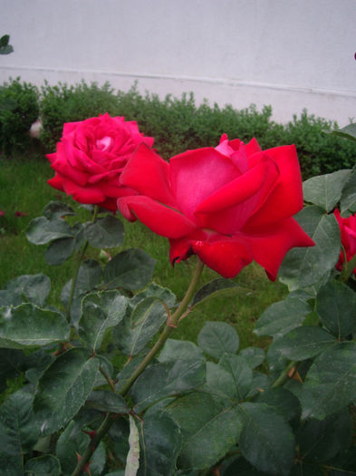 IMGP4584