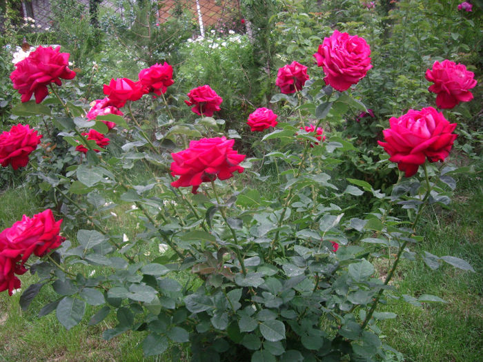 IMGP4586
