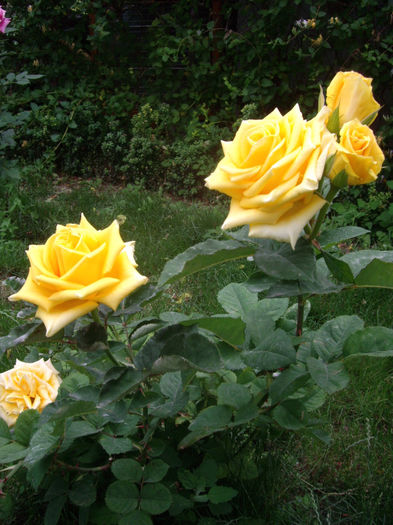 IMGP4589