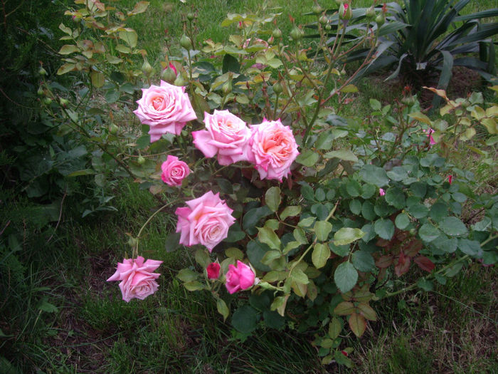IMGP4594