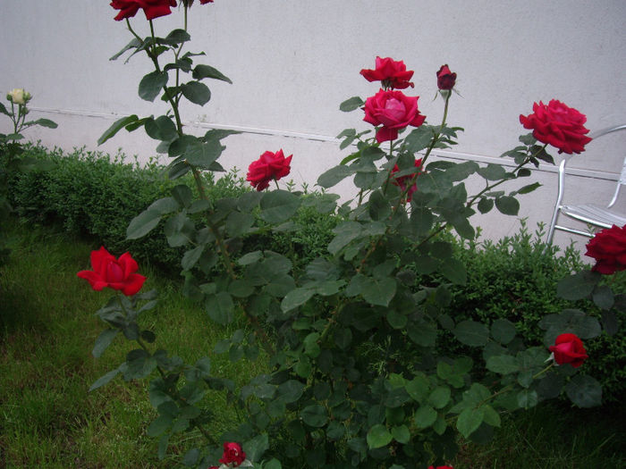IMGP4598