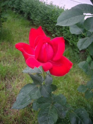 IMGP4599