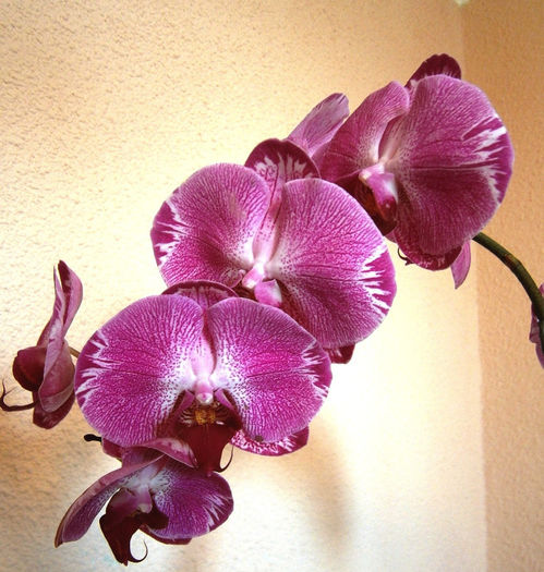 Dtps. Chian Xen Sweet Valentine