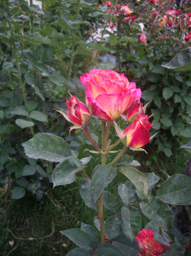 IMGP4621