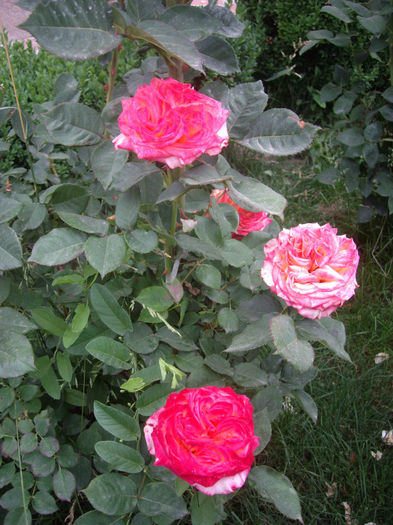 IMGP4622