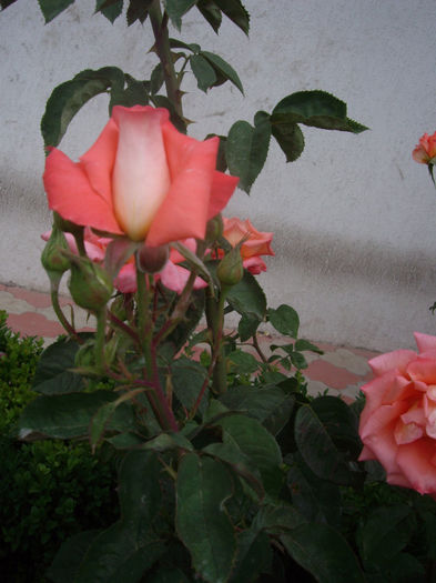 IMGP4624
