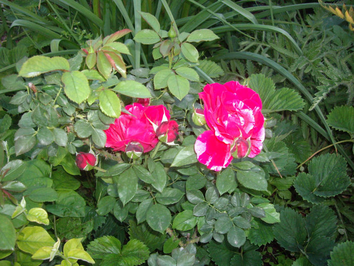 IMGP4630