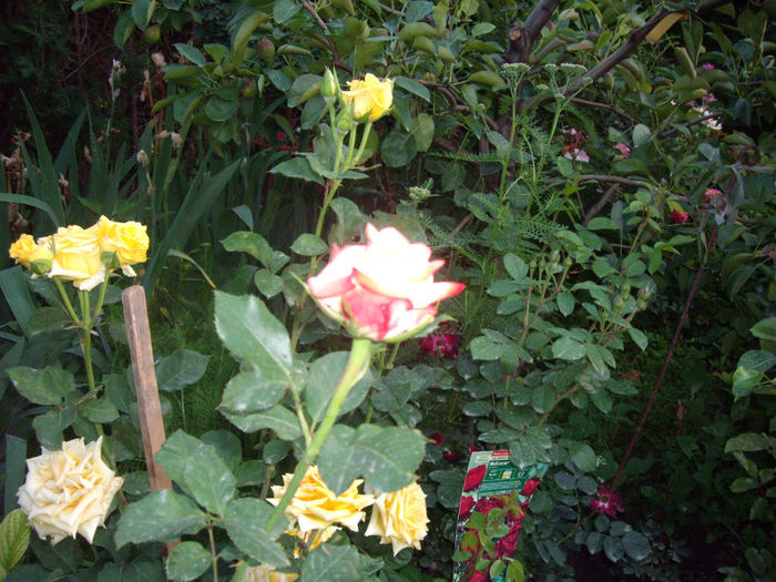 IMGP4637