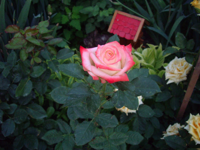 IMGP4641