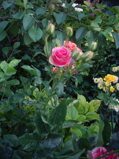 IMGP4644