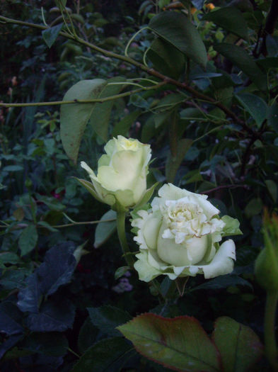 IMGP4646