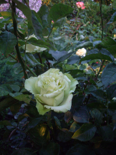 IMGP4647