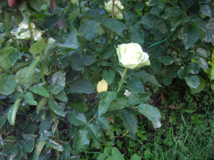 IMGP4648
