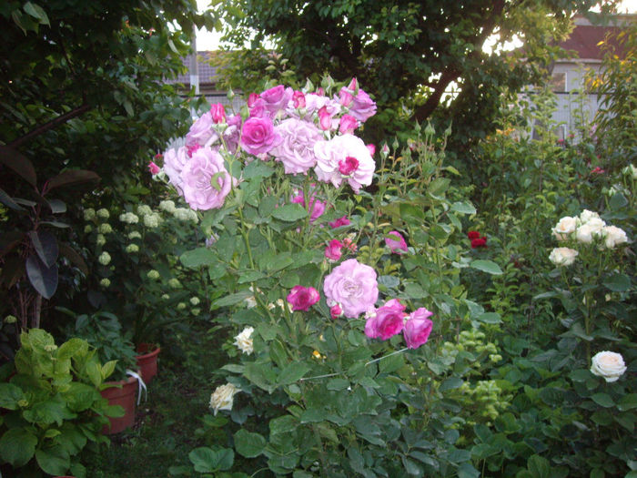 IMGP4652
