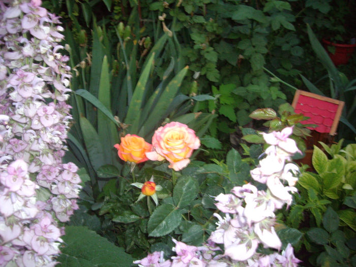 IMGP4653