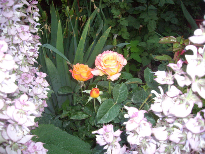 IMGP4654