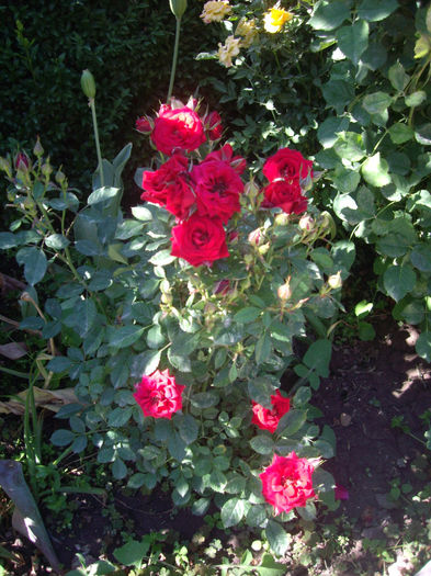 IMGP4670