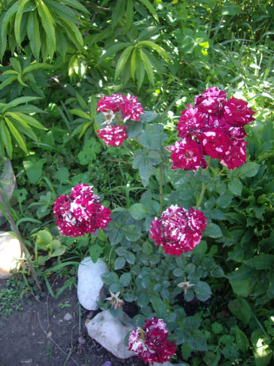 IMGP4674