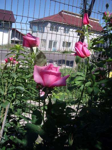 IMGP4675