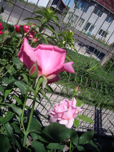 IMGP4678