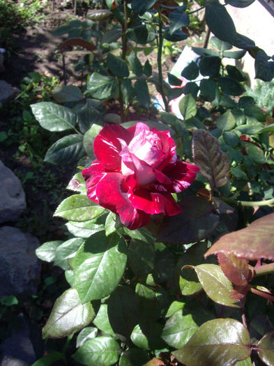 IMGP4679
