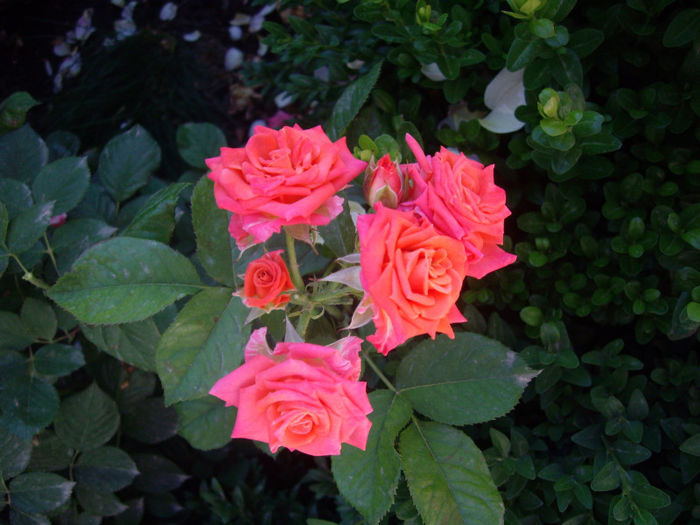 IMGP4686