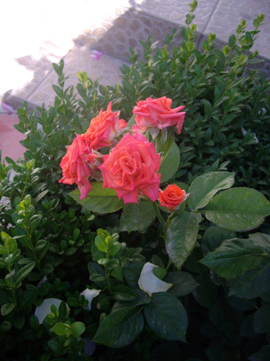 IMGP4689