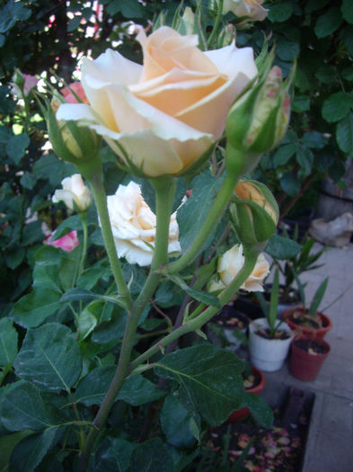 IMGP4691