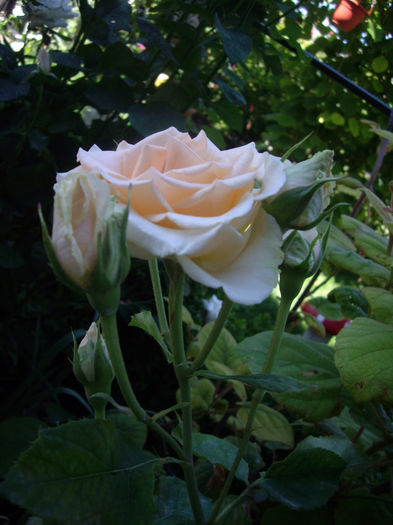 IMGP4692