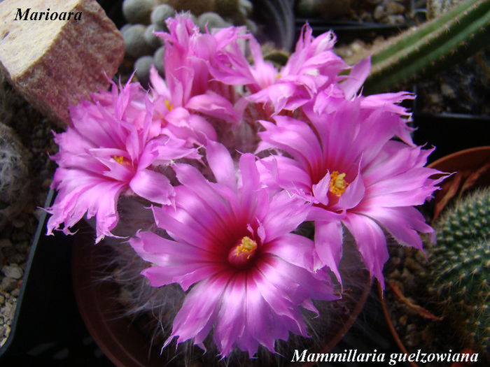 Mammillaria guelzowiana