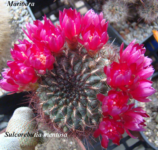 Sulcorebutia mentosa - Sulcorebutia