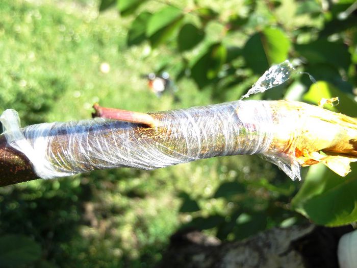 cais extratimpuriu pe ramura de corcodus