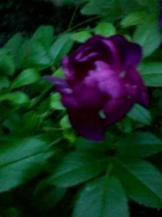 Trandafir mov urcator !