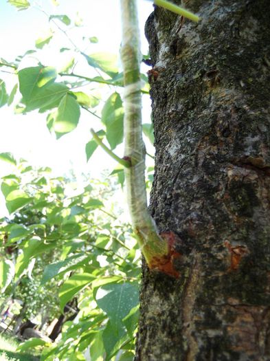 cais extratimpuriu pe ramura de corcodus