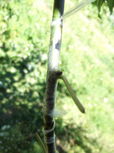 cais timpuriu pe corcodus