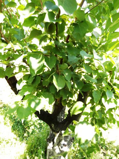 ansamblu cais 3 soiuri